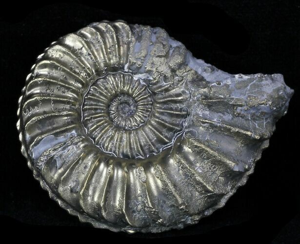 Pyritized Pleuroceras Ammonite - Germany #33034